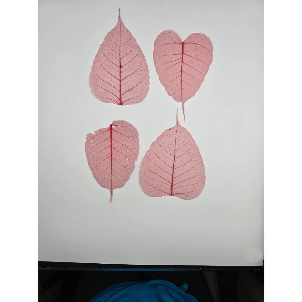 Skeleton Leaves Green Pink‎ Botanical Decor Crafting Floral Arrangements